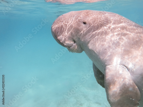 Dugong dugon. The sea cow.