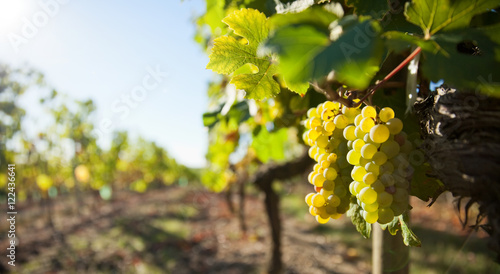 Grappe de raisin dans les vignes