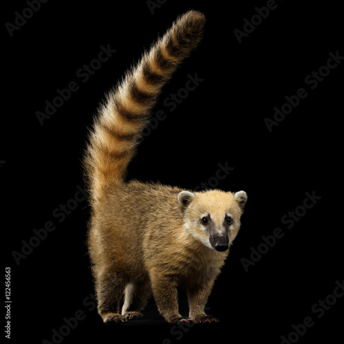 Wild animal South American coati, Nasua Standing and Posing, Looking in Camera with Tail Isolated on Black Background