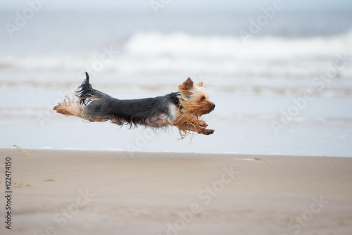 yorkshire terrier dog running on a beach