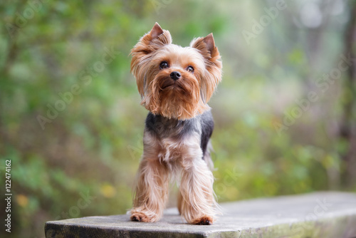 yorkshire terrier dog posing outdoors