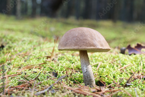 brown-cap mushroom in moss