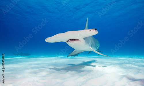 Great hammerhead shark underwater view at Bimini in the Bahamas.