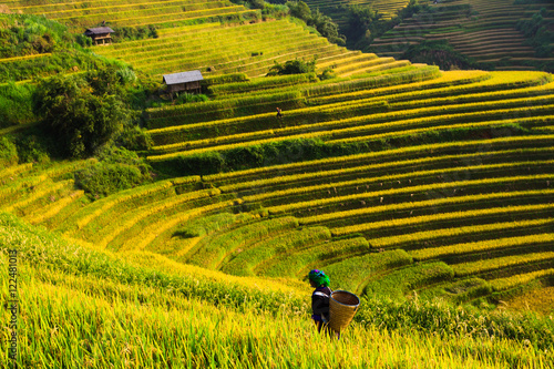 Pola ryżowe na tarasowych w północno-zachodniej części Wietnamu.