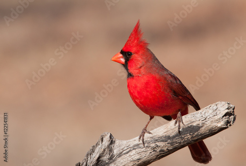 Beautiful bright red Northern Cardinal male sitting on a dry limb