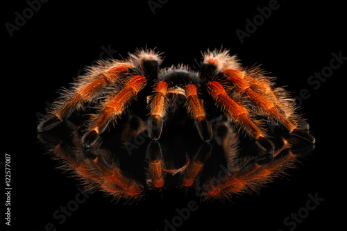 Zbliżenie duże owłosione czerwone Tarantula Theraphosidae na białym tle czarne tło z odbiciem