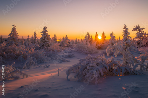 Winter night snowscape with violet forest and sunset.