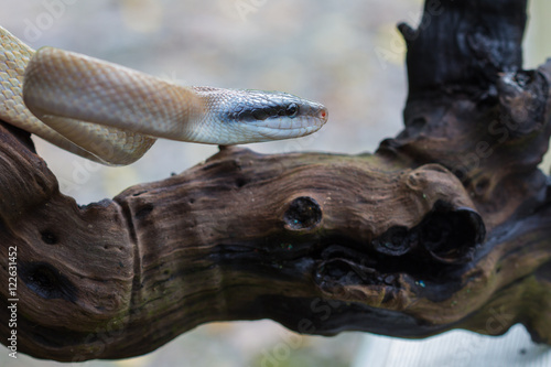 Rat Snake, Orthriophis taeniurus ridleyi