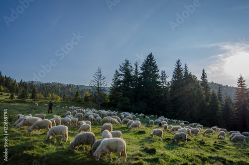 Wypas owiec w Pieninach -Jaworki