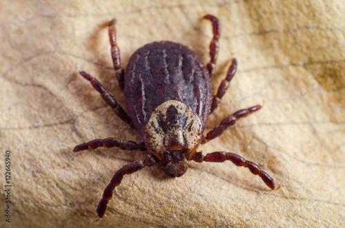 Tick on dry leaf