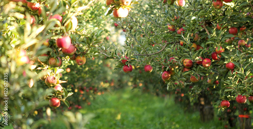 Ripe Apples in Orchard ready for harvesting