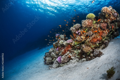 Underwater shot of the sea floor and vivid coral reef. Red Sea, Egypt