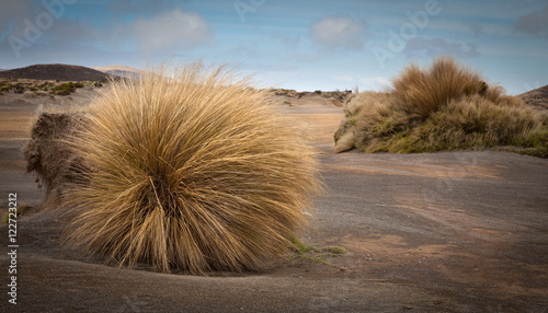 Desert with carex grasses growing