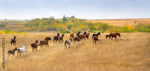 Horse herd in autumn pasture