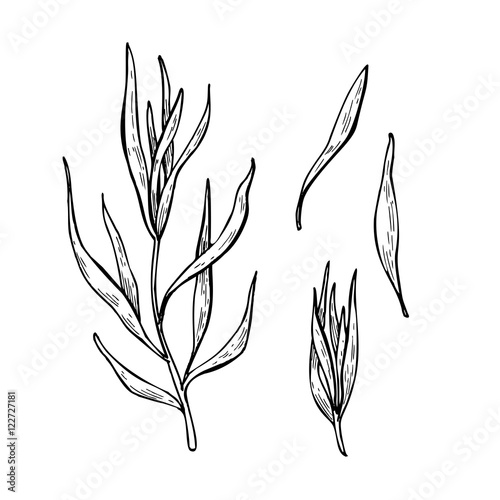 Tarragon vector hand drawn illustration set. Isolated spice obje