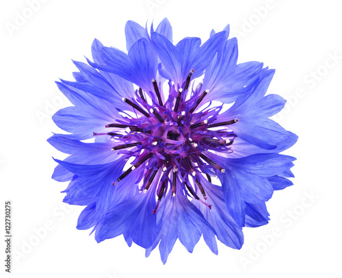 Blue cornflower head