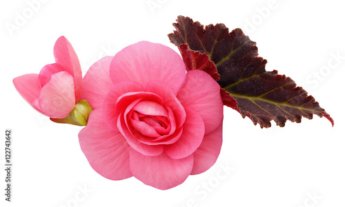 Pink begonia flowers arrangement