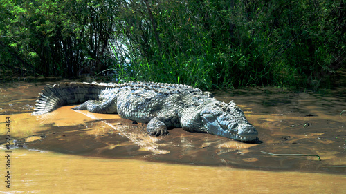 The Nile crocodile in Chamo lake, Nechisar national park, Ethiopia