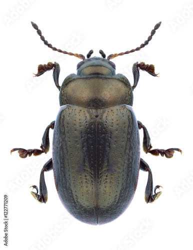 Beetle Chrysolina marginata on a white background