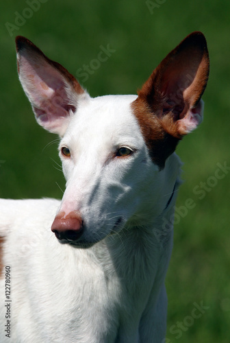 portrait of farao hound