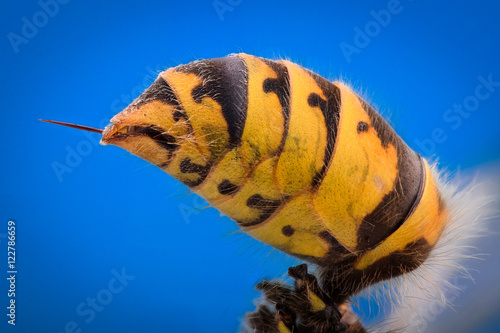 Extreme magnification - Wasp body with stinger