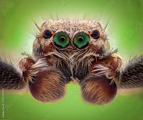 Ekstremalne powiększenie - portret pająka skokowego, widok z przodu