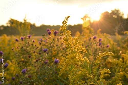 Sunrise over beautiful country field and roadside flowers