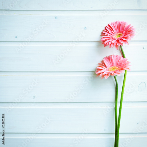 Pink gerber daisy flowers on wooden backgraund. Gerbera and decorative heart. Flat lay, top view