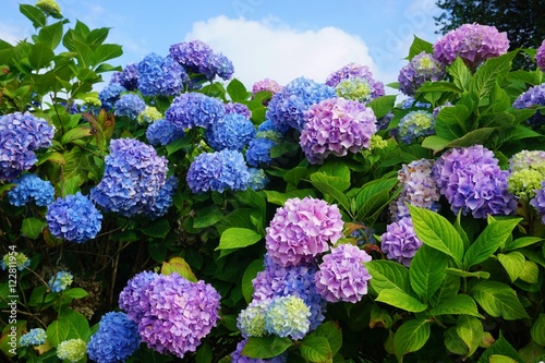 Purple, blue and pink heads of hydrangea flowers