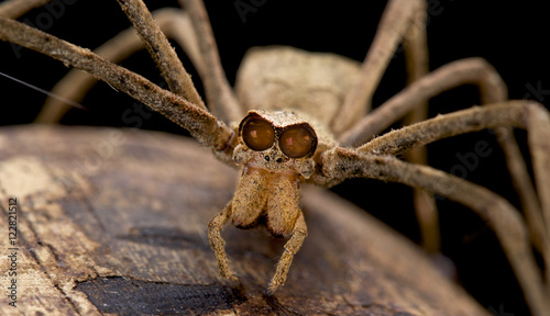 Ogre-faced spider,genus Deinopsis, 