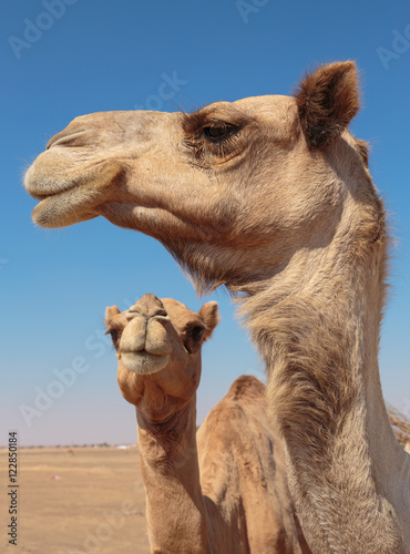 camels in the desert