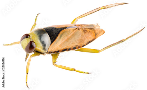 The Common Backswimmer Notonecta glauca or greater water boatman isolated on white background, lateral view of insect.