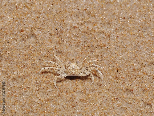 Mały krab w kropki na złotym piasku
