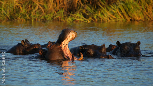 Hippo in Zambezi River