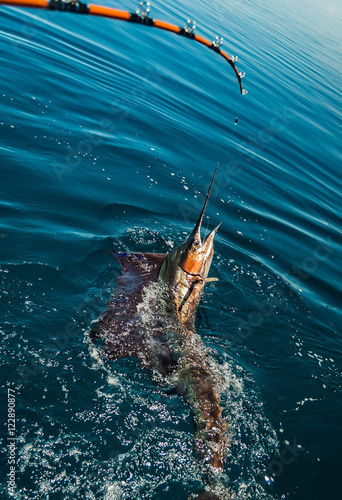 Sailfish on a fishing line in Sea of Cortez