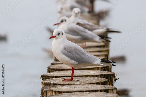 Mewa śmieszka Chroicocephalus ridibundus black-headed gull in winter plumage