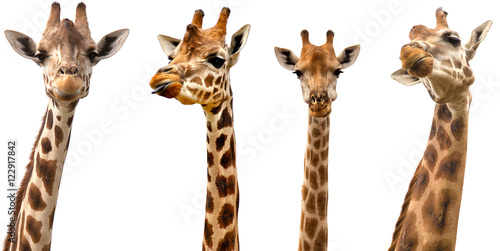 Giraffes isolated on white background