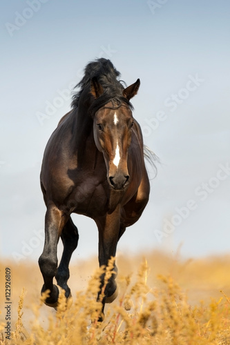 Bay beautiful stallion run gallop on pasture