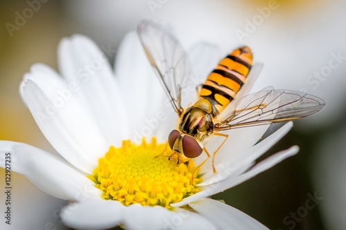 a hoverfly eating from a daisy flower