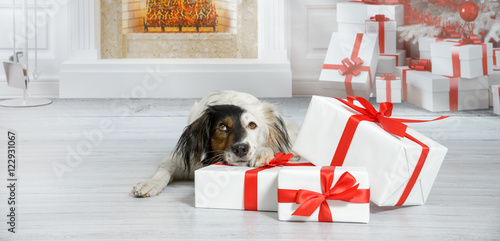 Mischlings Hund mit lustigem schwarz-weißem Gesicht hat den Kopf zwischen den Pfoten auf einem Geschenk abgelegt mit Blick nach oben.