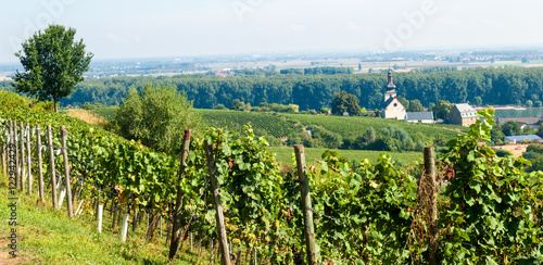 Riesling vineyards in Rheinhessen, Rhineland Palatinate, Central Germany