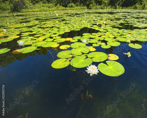 lily pads on pristine lake