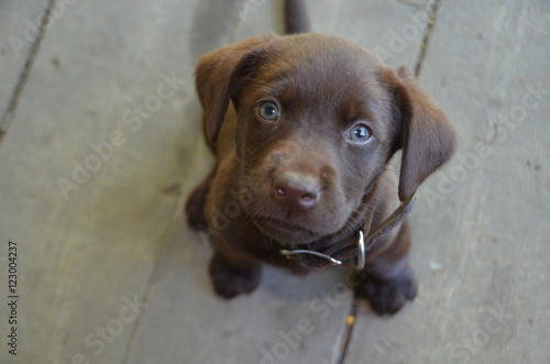 Pouting Puppy with soulful eyes