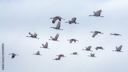 Sandhill cranes in flight