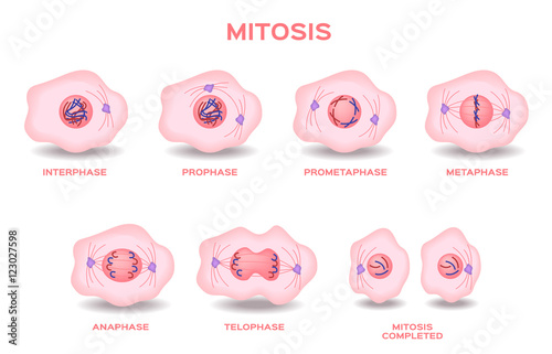 mitosis, the process of cell division and multiplication vector . pink color of mitosis cell . 