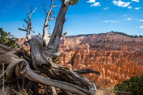 Tree at bryce canyon