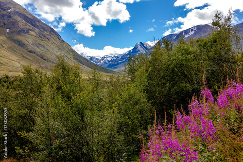 Flowers in Jotunheimen