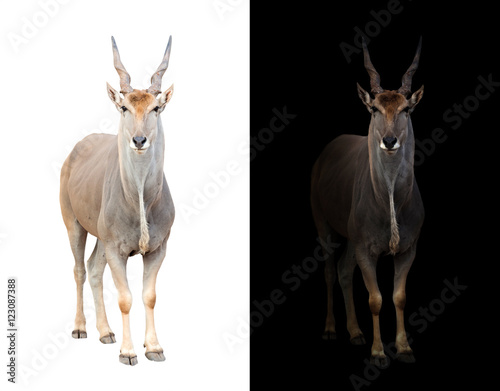 eland in dark and white background