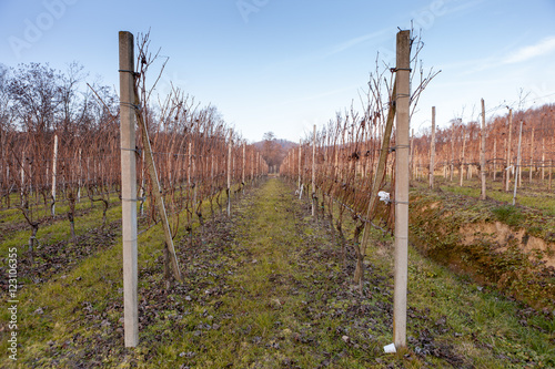 Frost on the wineyard of Gattinara in the winter in Pidemont