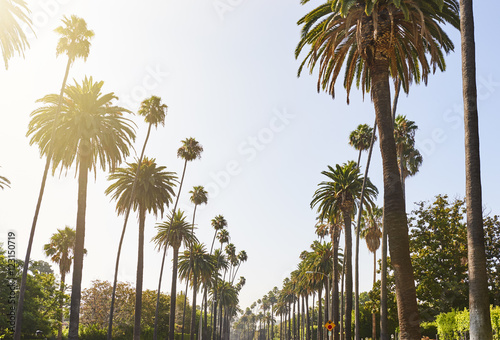 Palm Trees cascading down residential street